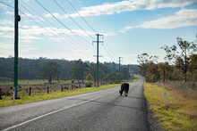 Black Cow Escaped From The Paddock Standing On Rural Road
