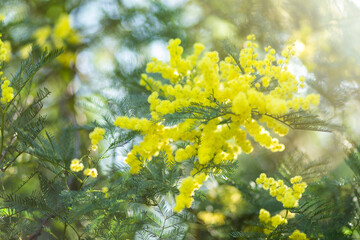 Aussie light over golden wattle flower
