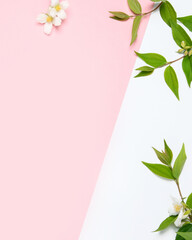 Wall Mural - Jasmine flowers on pink background.