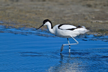 Wall Mural - Pied avocet // Säbelschnäbler (Recurvirostra avosetta)