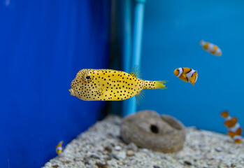 Wall Mural - yellow box fish in the tank