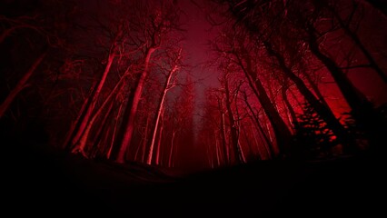 Forest alley in dense fog. Bare trees during winter. Dark red moody landscape.