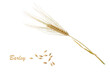 Natural dry barley ear, spikelet with whole cereal grains isolated on white background.