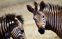 Plains Zebra, Equus Quagga, Rhino And Lion Nature Reserve, Gauteng, South Africa, Africa