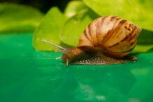 African Land Snail. Slime Snail In The Nature. One Of A Plant Pest