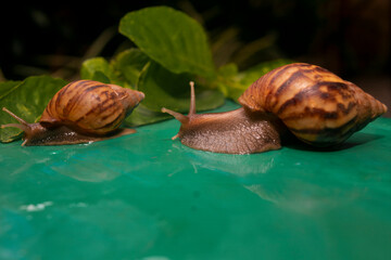 African land snail. slime snail in the nature. one of a plant pest