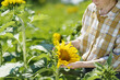 Farmer in the sunflower field. Harvesting, organic farming concept.