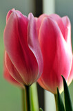 Fototapeta Tulipany - blossoming tulips in spring