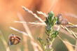 Couple of brown butterflies on summer grass shows a beautiful mating behavior of butterflies with brown wings in spring and summer representing lightness, lifetime and a light summer love dream