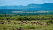 Savannah landscape sunset in South Africa Thanda Game reserve Kwazulu Natal. savannah bush Savannah landscape. Antilope and zebras at savannah