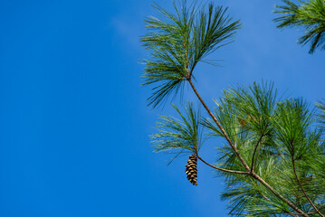 Wall Mural - Close-up of White pine Pinus strobus brach with big pine cone on blye sky background. Nature concept for design. Place for your text