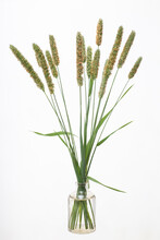 Alopecurus (foxtail Grass) In A Glass Vessel With Water Isolated On Light Background