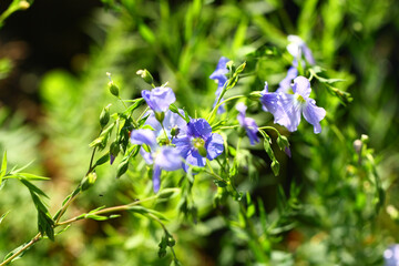 Wall Mural - Blooming Linum extraaxillare in the arboretum of Tatranska Lomnica, Slovakia. 