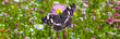 Landkärtchen Araschnia levana Banner auf einer Schmetterlingswiese