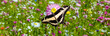 Schwalbenschwanz (Papilio machaon) Banner auf einer Schmetterlingswiese