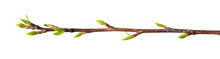 Tree Branch With Green Buds On A White Background.