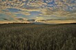 Pole zboża (żyto) po zachodzie słońca, Polska, wiejski krajobraz / Grain (rye) field after sunset, Poland, rural landscape