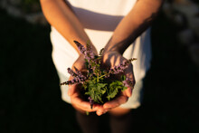 The Hands Of A Woman With White Jacket Holding Peppermint Sprig In Bloom On Her Hands In A Ecological Field At Sunset