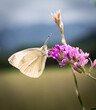 Schmetterling auf einer Violetten Blume