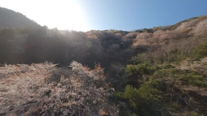 Wall Mural - Japan cherry blossom mountain by FPV drone