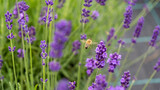 Fototapeta Lawenda - Honeybee in flowering lavender field. Summer landscape with blue lavender flowers. Latvia.