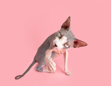 Portrait Curios Sphynx Car Trying To Catch With Paw. Isolated On Pink Pastel Background