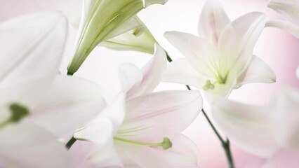 Sticker - 4k stock video footage of white lily flowers