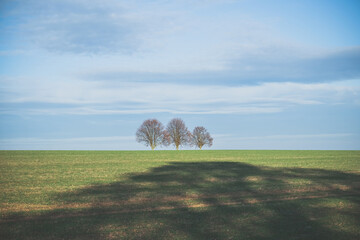 trees in the field