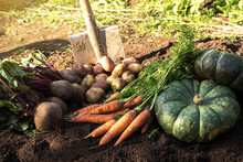 Bunch Of Organic Beetroot, Pumpkin And Carrot, Freshly Harvested Potato On Soil In Garden In Sunlight. Autumn Harvest Of Vegetables, Farming