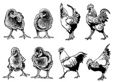 Vector Set Of Newborn Chicks  And Roosters Isolated On White,graphical Drawing