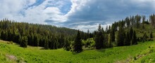 Panorama On Meadow Covered With Vegetation On Hillside Against Backdrop Of Fir Trees And Cloudy Sky