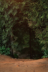 Wall Mural - Mysterious coniferous forrest in summer. Path through the trees