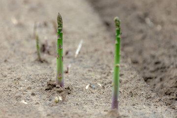 Wall Mural - Selective focus of middle asparagus sprout coming out the ground, A perennial flowering plant species in the genus Asparagus, Its young shoots are used as a spring vegetable, Nature background.