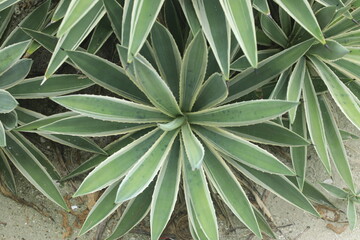 Wall Mural - agave cactus, tropical plant with leaves and sharp thorn