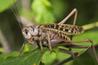 a large locust on a leaf