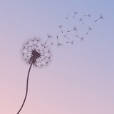 Fototapeta Dmuchawce - Vector illustration of dandelion time. Beautiful realistic Dandelion seeds blowing in the wind. The wind inflates a dandelion isolated in an editable evening purple sky background.