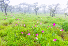 A Field Of Wild Siam Tulips Blossoms In Pa Hin Ngam National Park, Chaiyaphum Province Thailand.