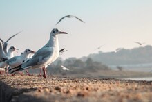Seagull On The Shore