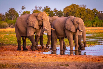 Sticker - Afrikanische Elefanten (Loxodonta africana) im Okavanga Delta in Botswana zur Abenddämmerung