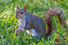 Squirrel Eating Nut