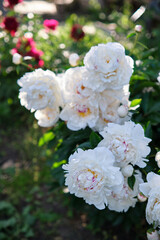 Wall Mural - White peonies in the garden