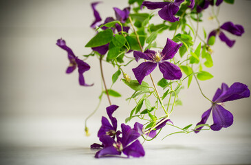 Canvas Print - beautiful blooming clematis on a light background