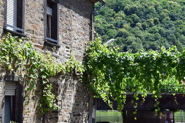 Poster - Wein an einem alten STeinhaus