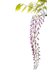 Branch of beautiful spring blooming Wisteria, isolated on white