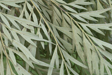 Close-up Silver Oak Leaves
