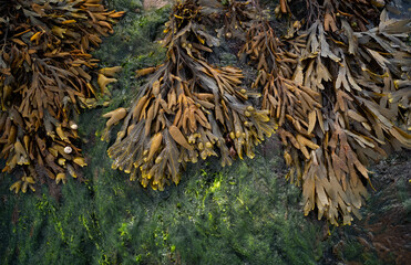 Close-up on bladderwrack seaweed and green algae on coastal, west coast of Ireland