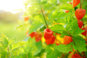  Bright orange lantern-shaped flowers of physalis on sunny summer day. Winter cherry branch outdoors.