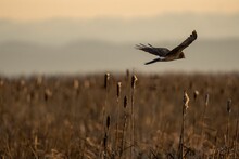 Female Hen Harrier, Circus Cyaneus Flying Above The Cattails In The Marsh.