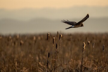 Poster - Female hen harrier, Circus cyaneus flying above the cattails in the marsh.