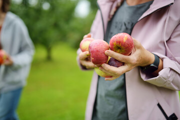 Woman harvesting apples in apple tree orchard on autumn day. Gardener picking fruits in a garden. Fresh healthy food for kids.